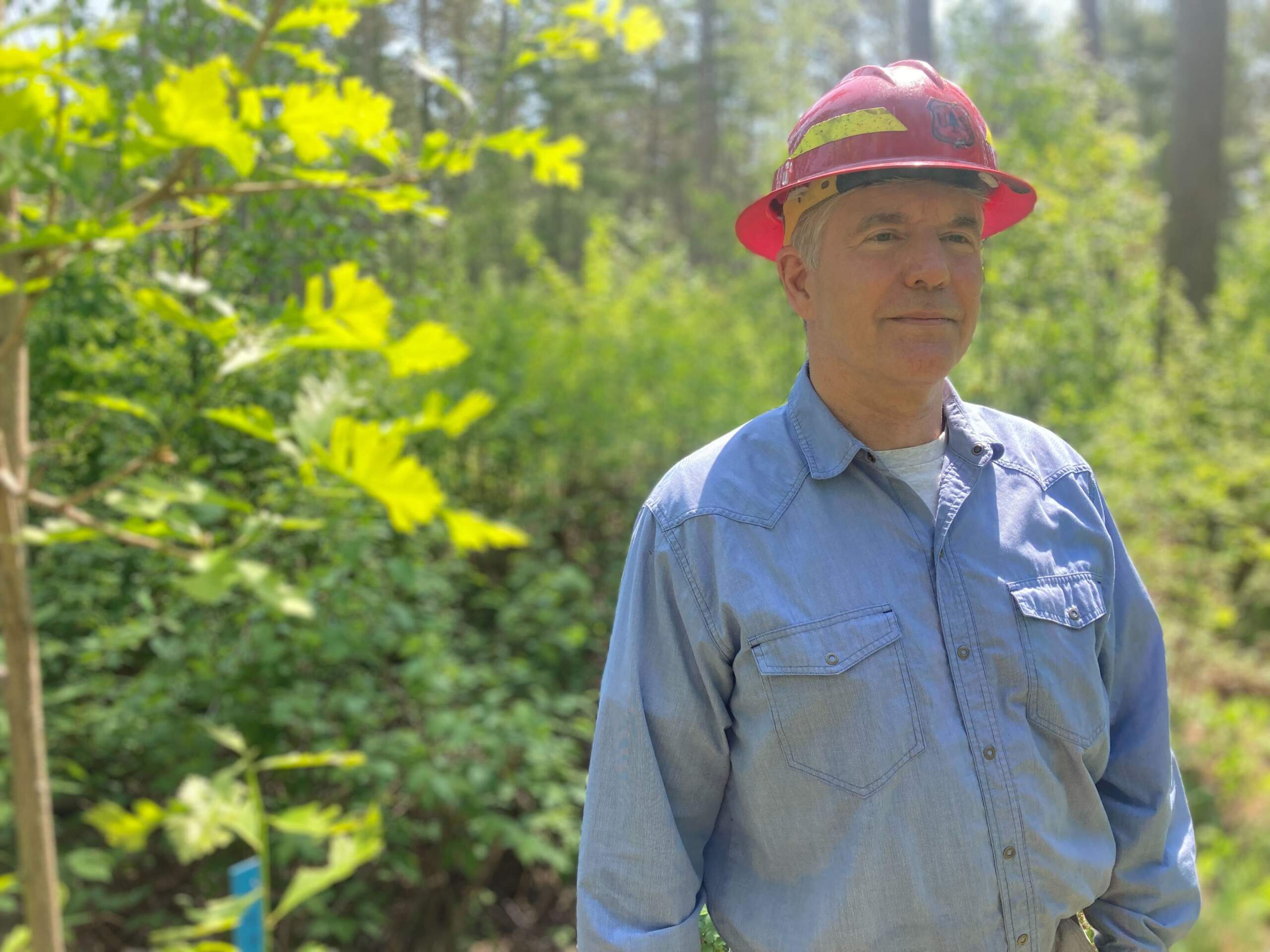 U.S. Forest Service Researcher Brian Palik is studying climate-adapted trees in the Chippewa National Forest. He’s experimenting with growing ponderosa pine trees from as far away as South Dakota and Nebraska. (Peter O'Dowd/Here & Now)