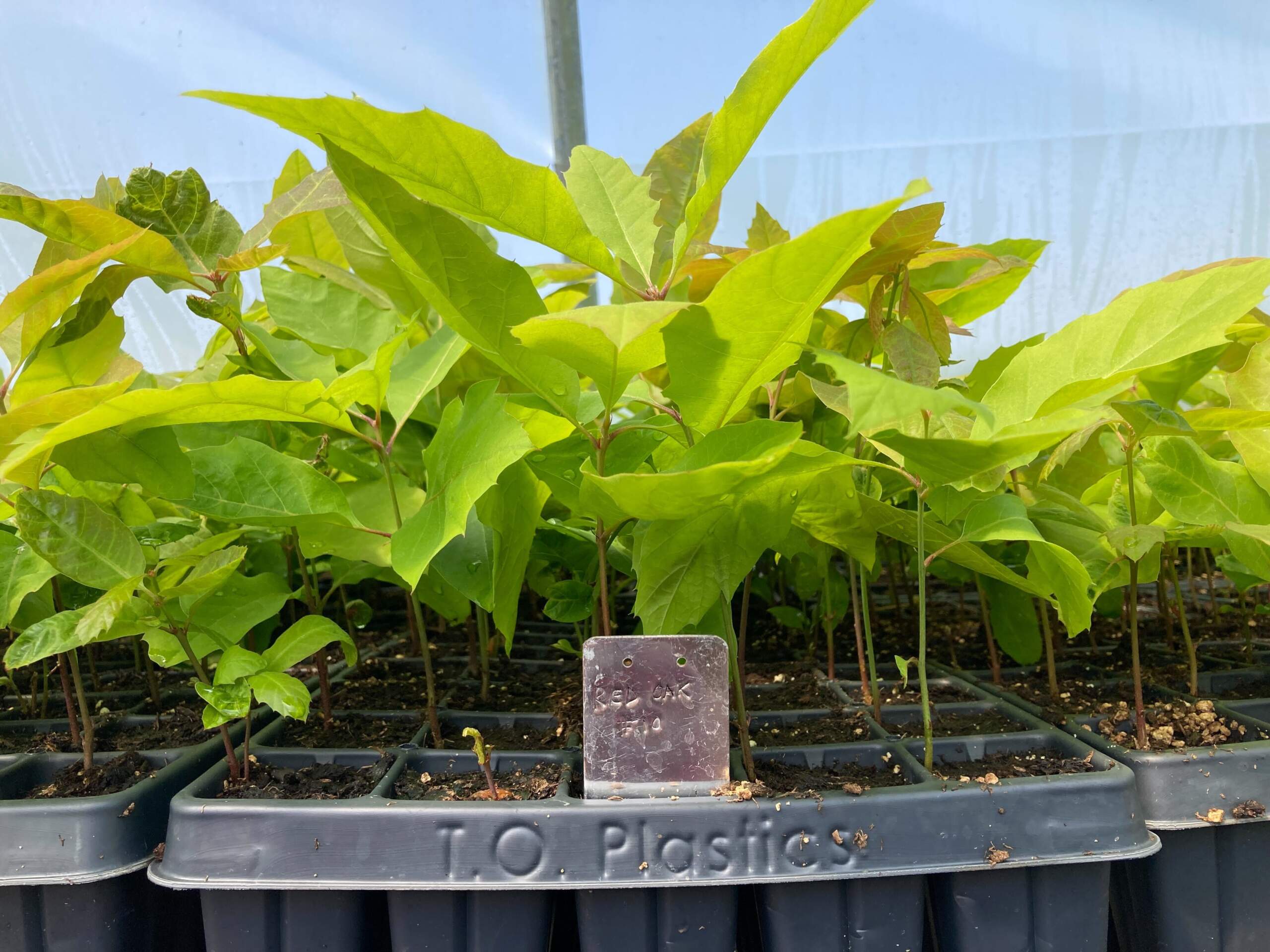 These young red oak trees were grown from acorns that were collected in a location where the trees are better adapted to warmer climates. They will eventually be planted further to the north in Minnesota’s forests. (Peter O'Dowd/Here & Now)