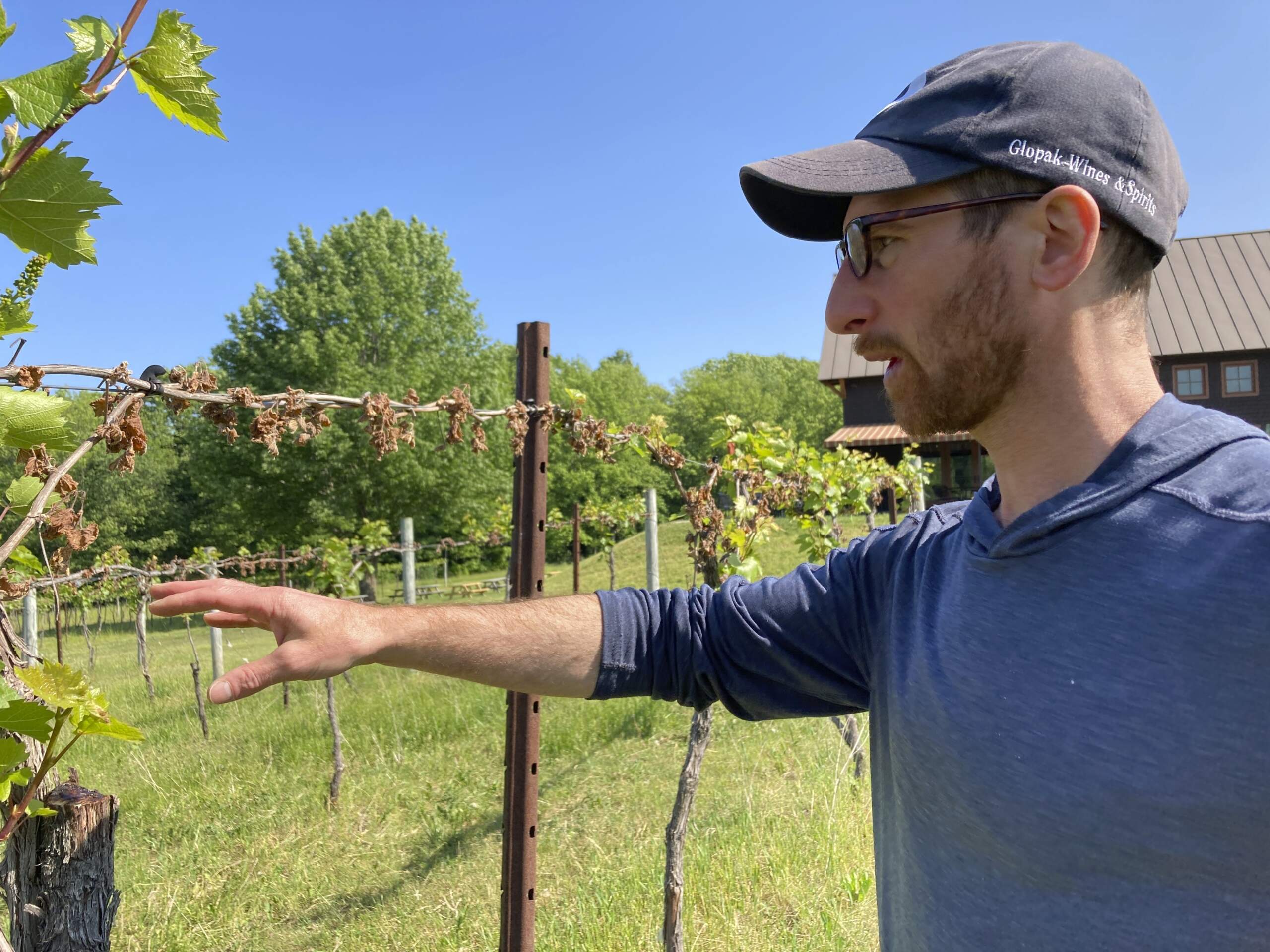 Vineyards and apple orchards across the Northeast are still gauging damage from a late-season frost in May that wiped out a third to most of the crop for some growers who say it’s the worst frost damage they have ever seen. (Lisa Rathke/AP)