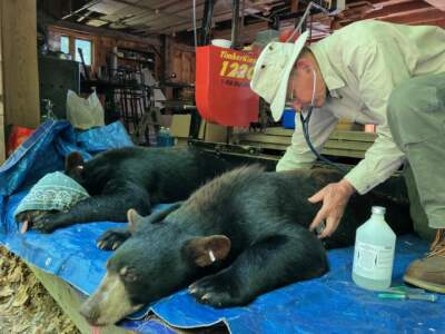 Wildlife veterinarian Walt Cottrell monitors black bears at the Kilham Bear Center in Lyme, New Hampshire, on June 1, 2023, before they are released into the wild. Dutch, the bear on the right, arrived at the center in 2022 weighing a little over 5 pounds, after he was found without his mother in a residential area in Tolland, Massachusetts. The center raised and is releasing 137 orphaned and abandoned bears this year. (Nancy Eve Cohen/ NEPM)