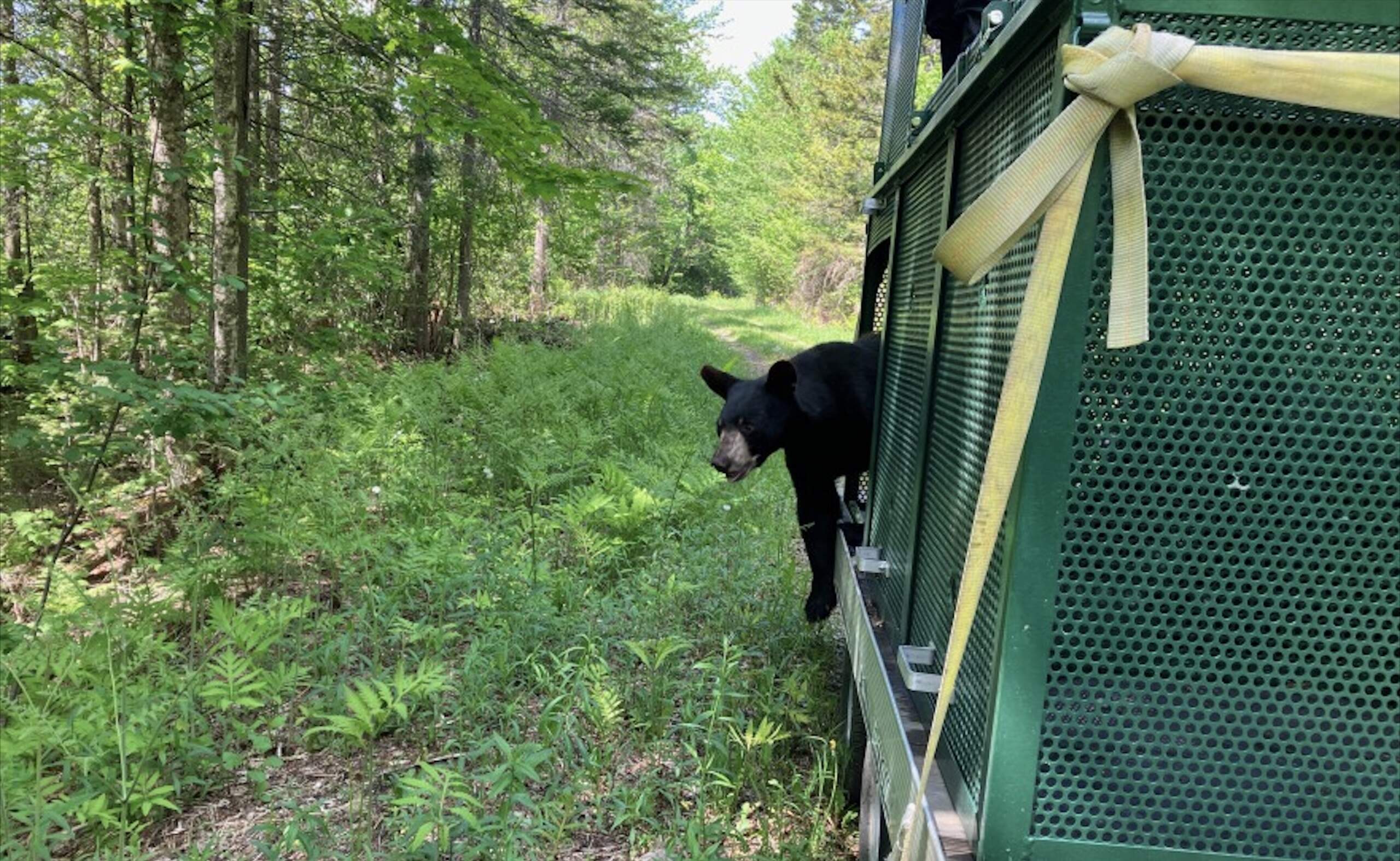 A male black bear named Dutch, raised at the Kilham Bear Center in Lyme, New Hampshire, gets ready to return to the wild at a 10,000-acre wildlife management area in Vermont. Dutch was brought to the center in the spring of 2022 after he was found without his mother in a residential area in Tolland, Massachusetts. (Nancy Eve Cohen, NEPM)