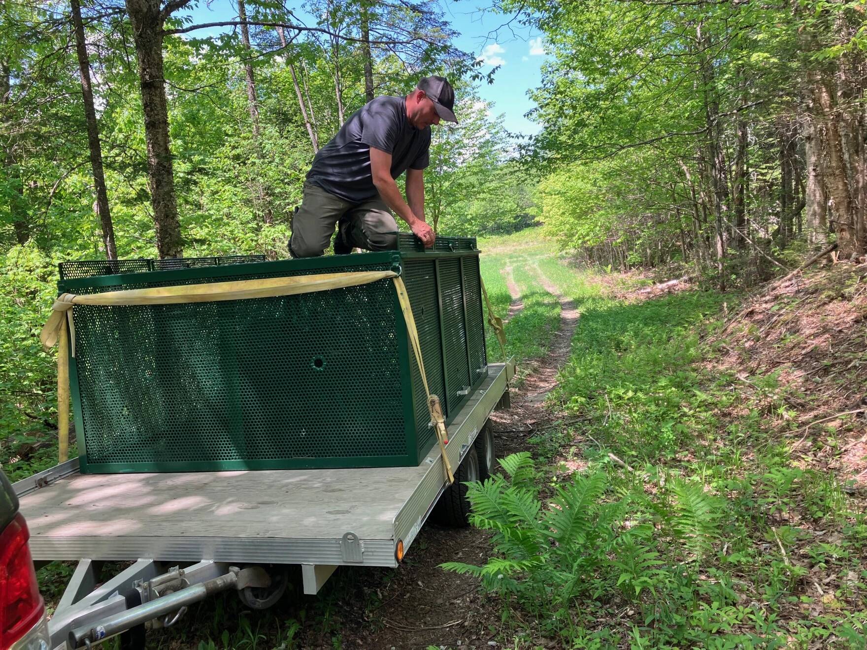Tony Smith, a wildlife specialist for the Vermont Fish & Wildlife Department, checks cages that hold three black bears who are about to be released in a state wildlife management area on June 1, 2023. The bears spent the last year at the Kilham Bear Center in Lyme, New Hampshire, after they were orphaned or abandoned. (Nancy Eve Cohen/ NEPM)