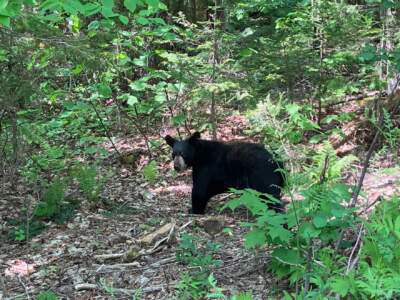 A male black bear, who was raised by the Kilham Bear Center in Lyme, New Hampshire, takes his first steps back into the wild in a 10,000-acre wildlife management area in Vermont. The bear, who was named Dutch, was brought to the center from Tolland, Massachusetts, in the spring of 2022 after he was found without his mother. (Nancy Eve Cohen/ NEPM)