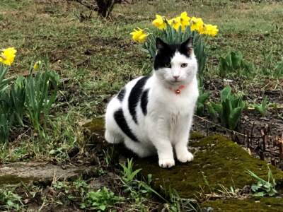 The author's cat, Silas. (Courtesy Jennifer Beard)