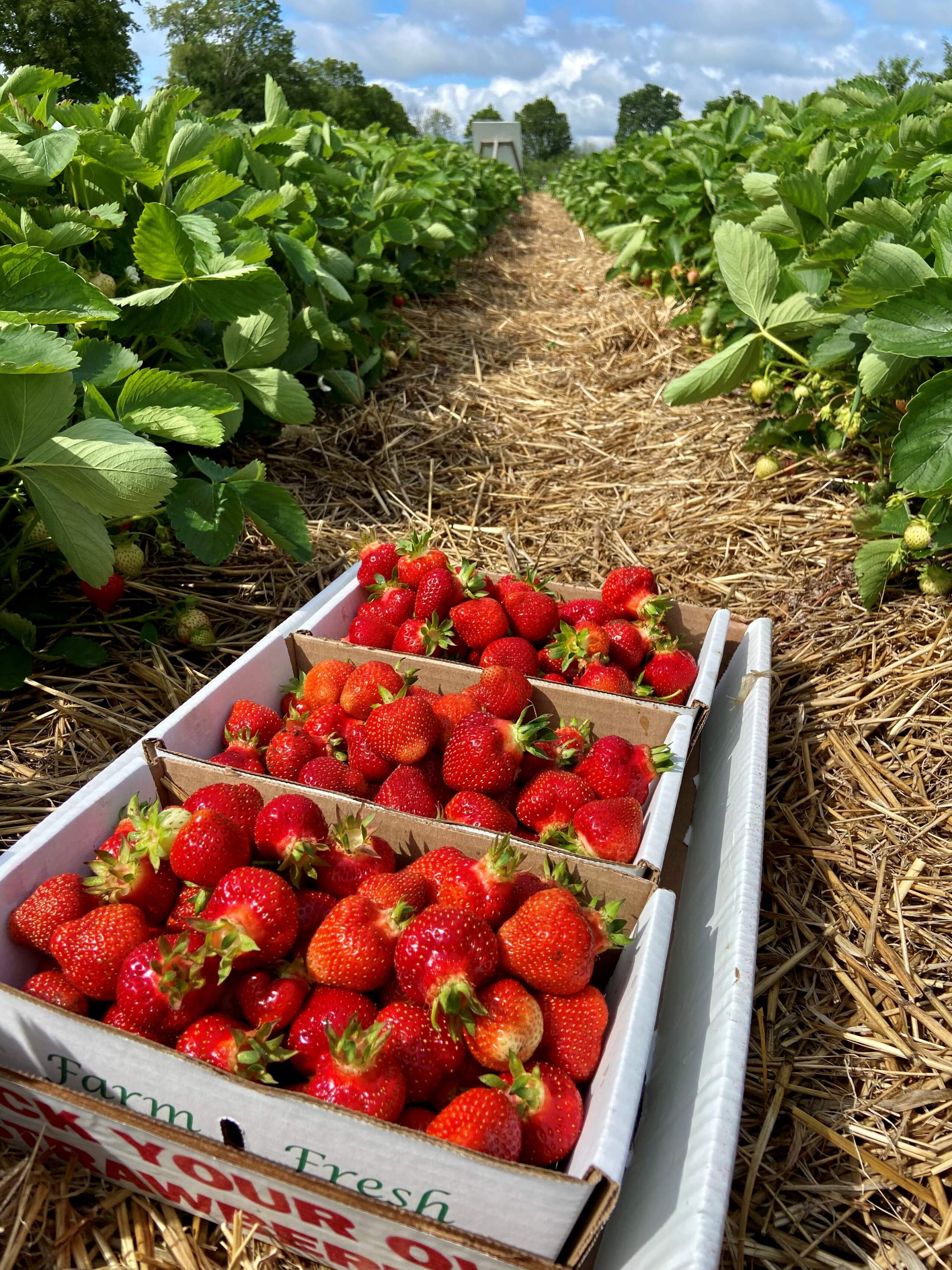 Strawberries in a strawberry field. (Kathy Gunst/Here & Now)