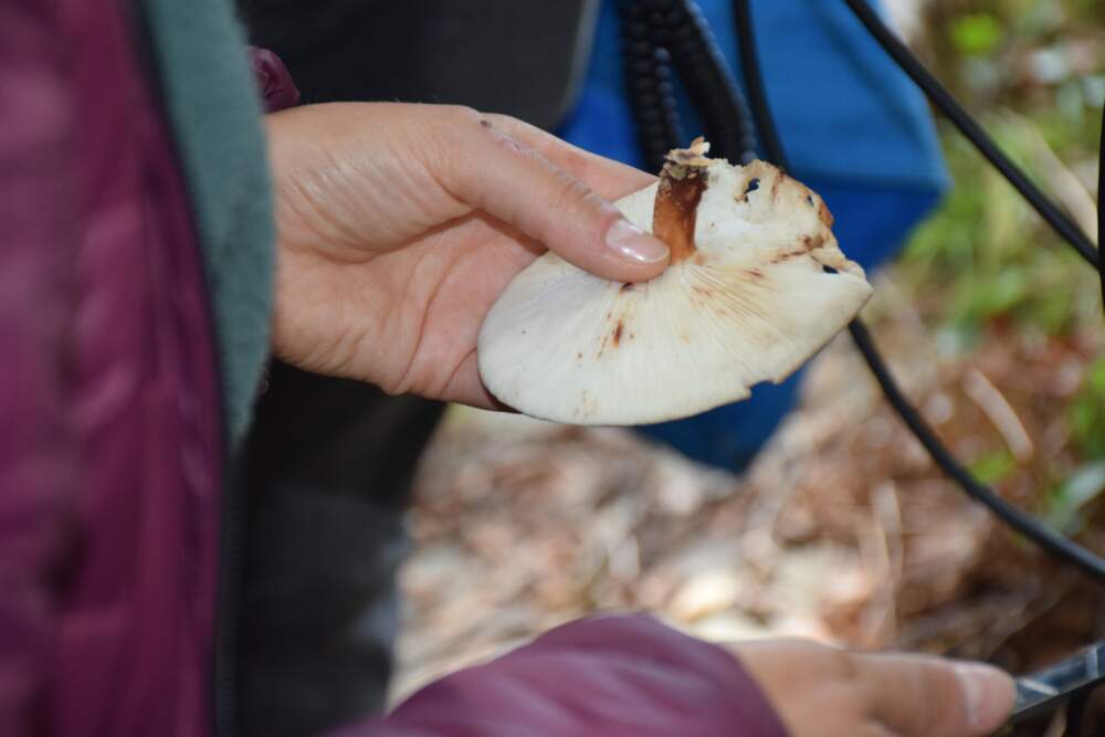 Amory holding a shiitake mushroom Ria cultivated in her backyard (Courtesy Megan Cattel)