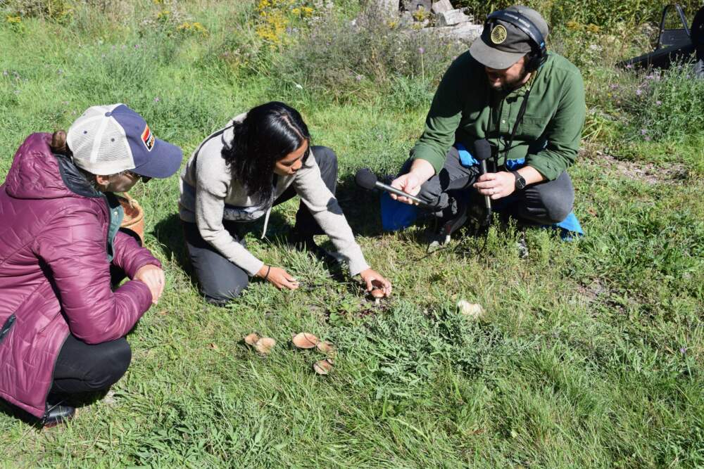 Amory Sivertson, Ria Ibrahim Taylor, and Ben Brock Johnson identifying mushrooms in Albany, NY (Courtesy Megan Cattel)