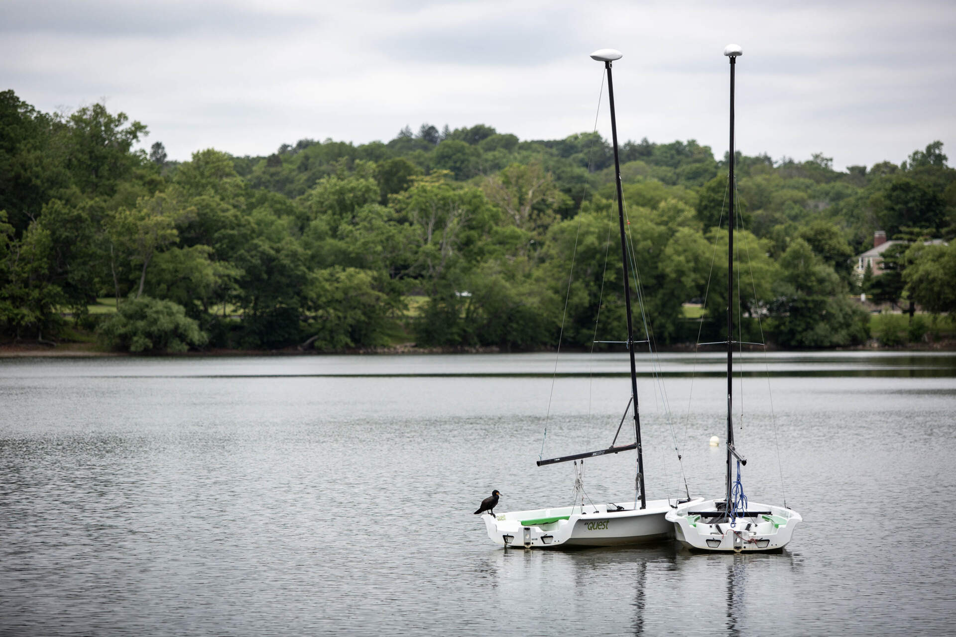 A cormorant rests on a sailing boat on Jamaica Pond. (Robin Lubbock/WBUR)