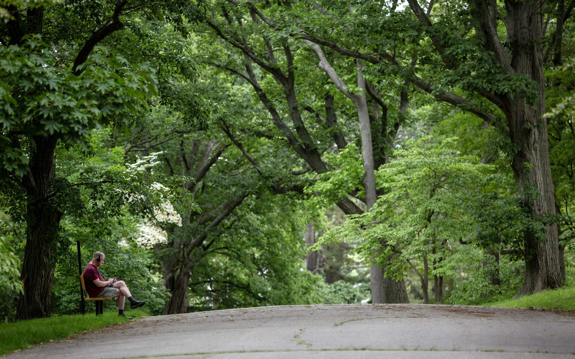 A visitor finds a peaceful place to sit near Peters Hill in the Arnold Arboretum. (Robin Lubbock/WBUR)