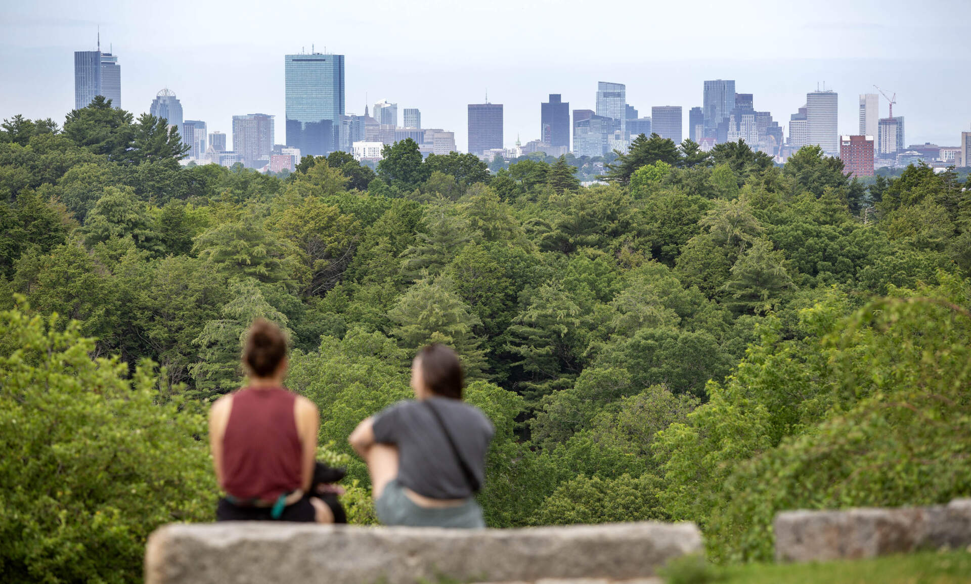 Downtown Boston, seen from the top of Peters Hill in the Arnold Arboretum. (Robin Lubbock/WBUR)