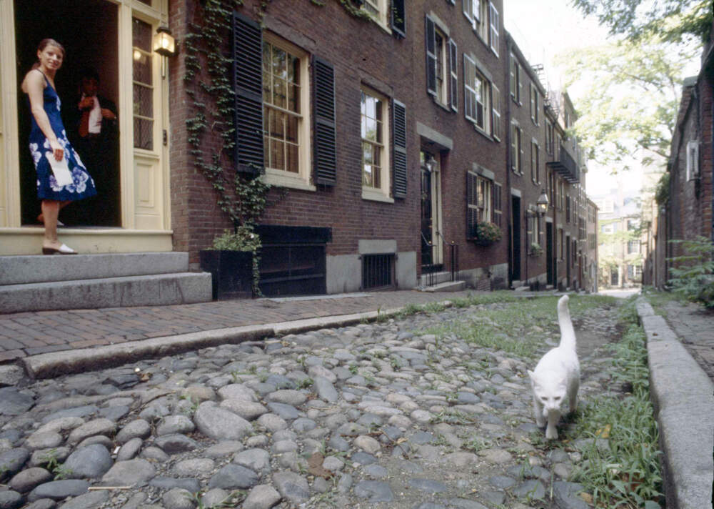 A woman stands in a doorway, watching as a feline strolls on the cobblestone street of Boston's Back Bay in 1977. (Chet Magnuson/AP)