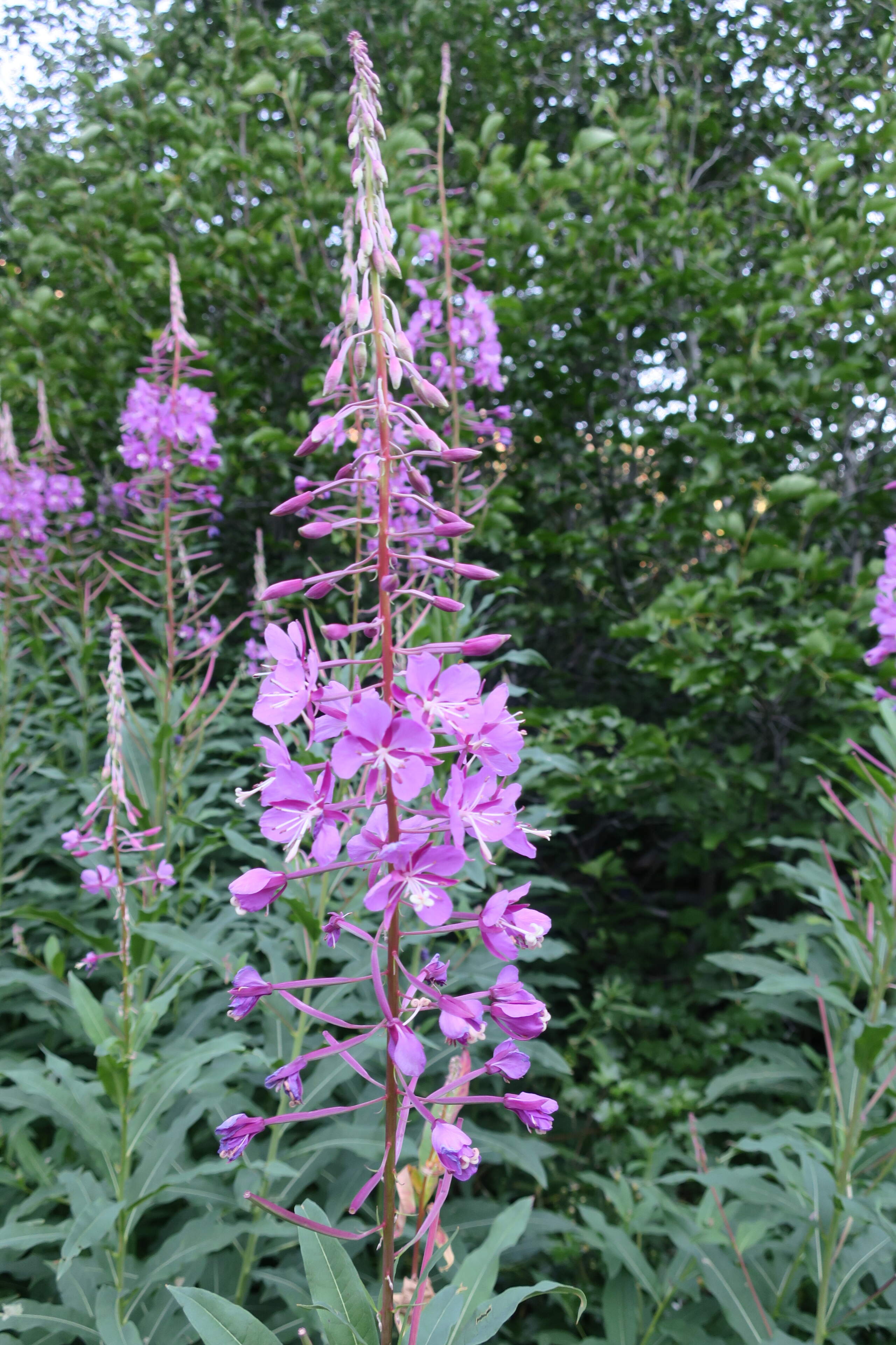 Chamerion or fireweed. (Kirstin Mosburger)