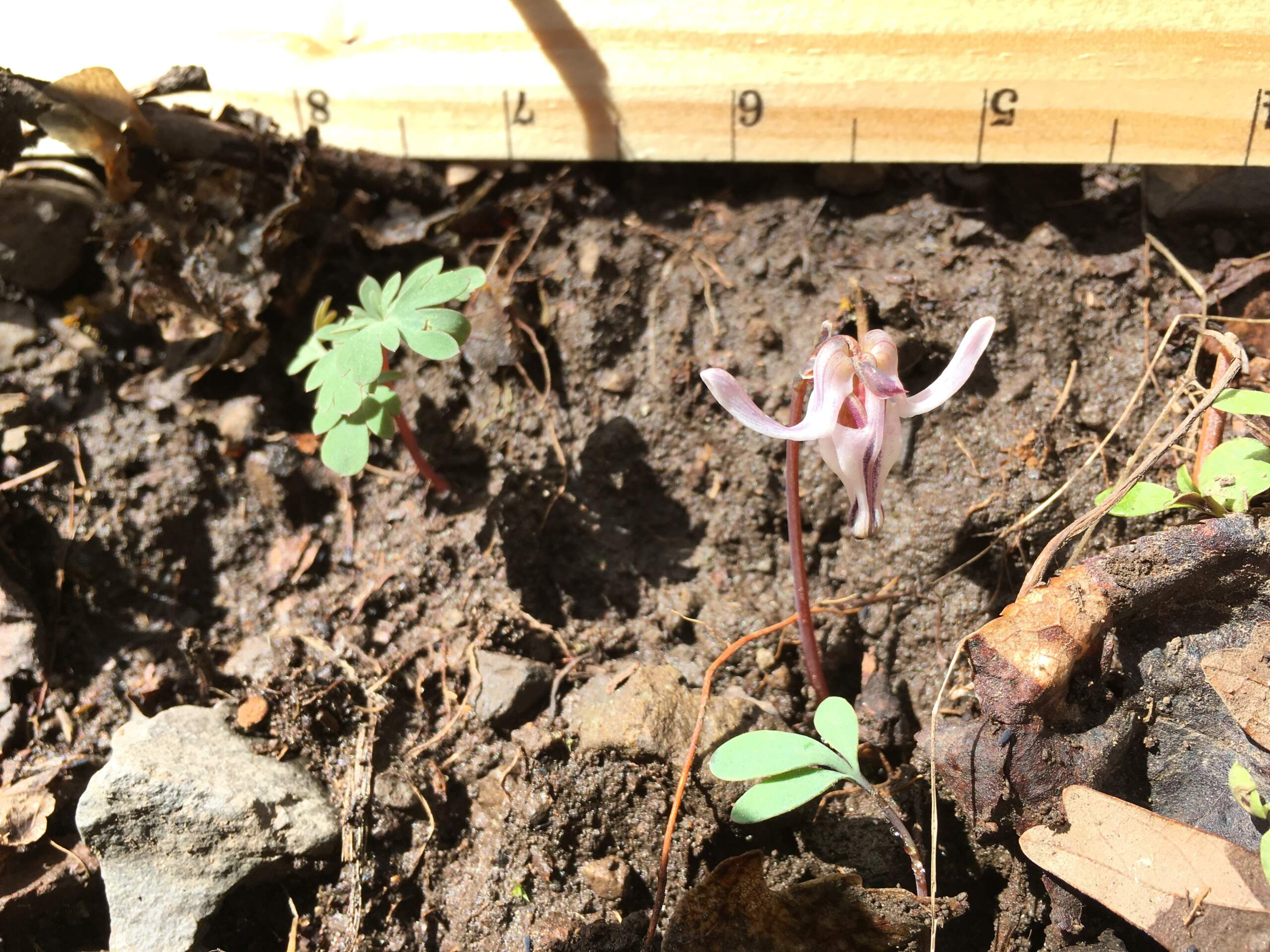 The Dicentra or Steer's Head. (John Williams)