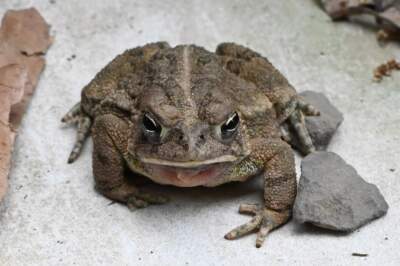 A native Fowler's toad. (Paul Leakan/New Jersey Pinelands Commission)