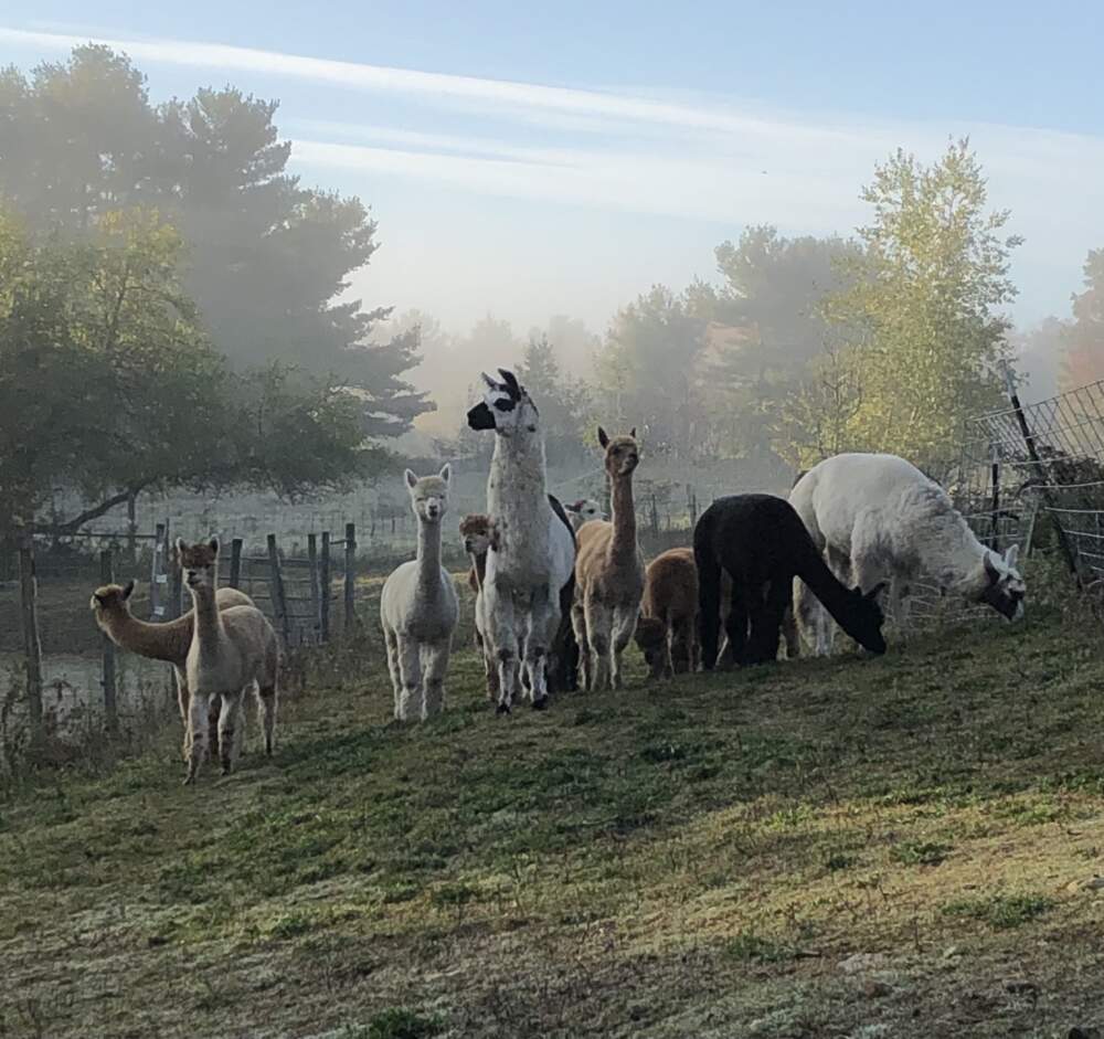 Keith Tetreault, board member of New England Alpaca Owners and Breeders Association and owner of Plain View Farm in Hubbardston, Massachusetts, owns 30 alpacas and three llamas. (Courtesy)