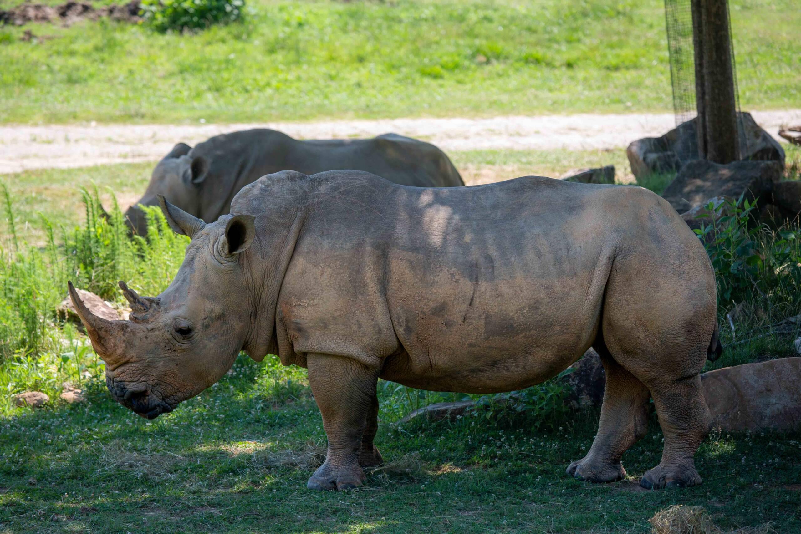 Rhino Pooping Gif - 7ka1qdz