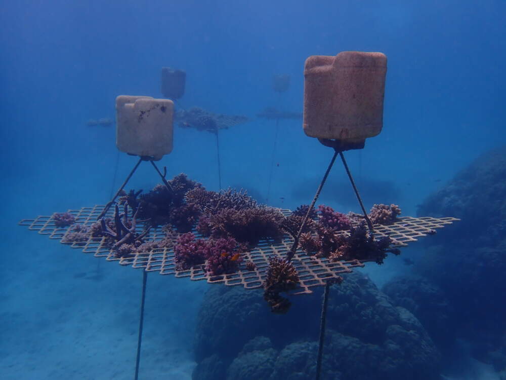 A nursery where the coral is being regenerated. (Courtesy of Wavelength, Australia)