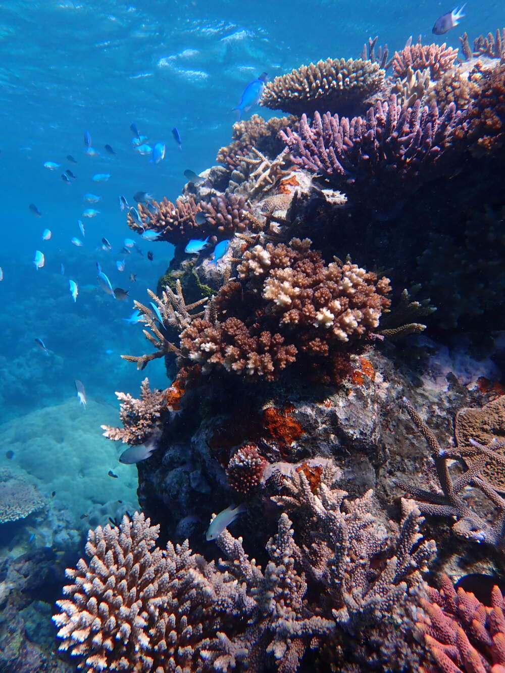 The Great Barrier Reef. (Courtesy of Wavelength, Australia)