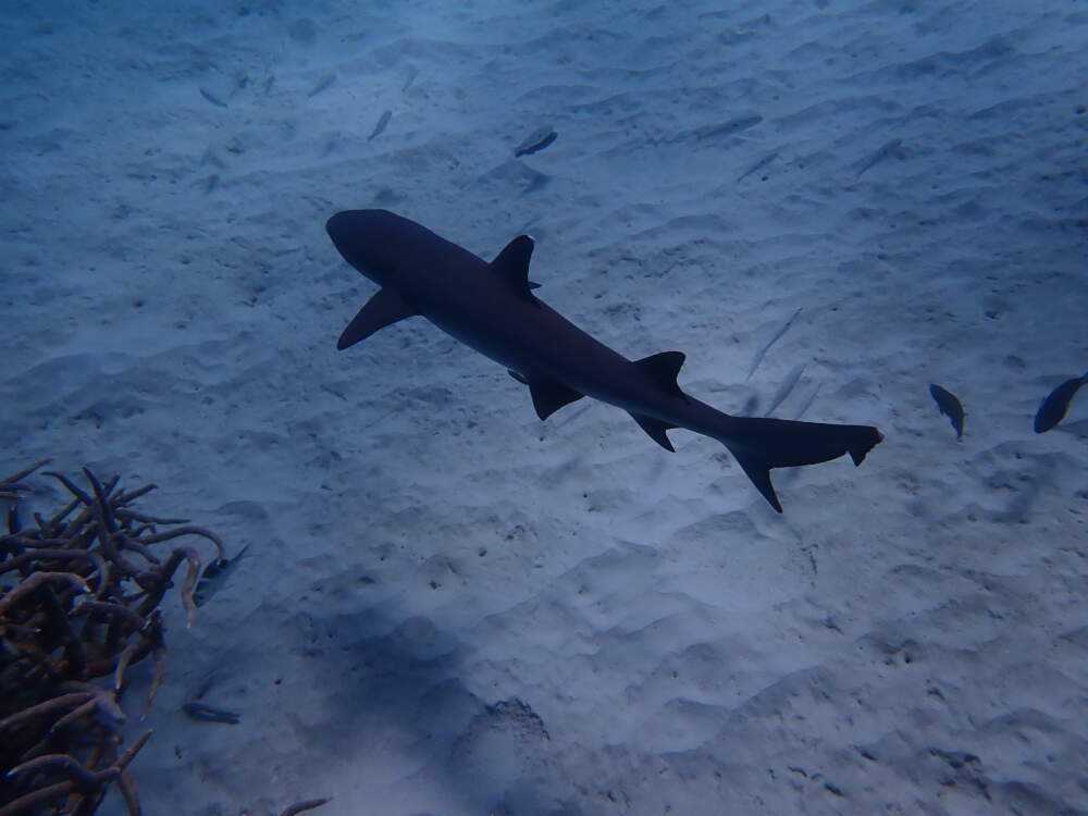 A shark at the Great Barrier Reef. (Courtesy of Wavelength, Australia)