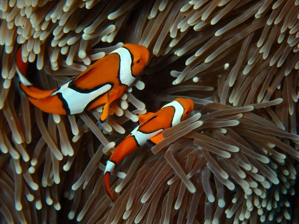 Looking for Nemo? Here are a couple clown fish at the Great Barrier Reef. (Courtesy of Wavelength, Australia)