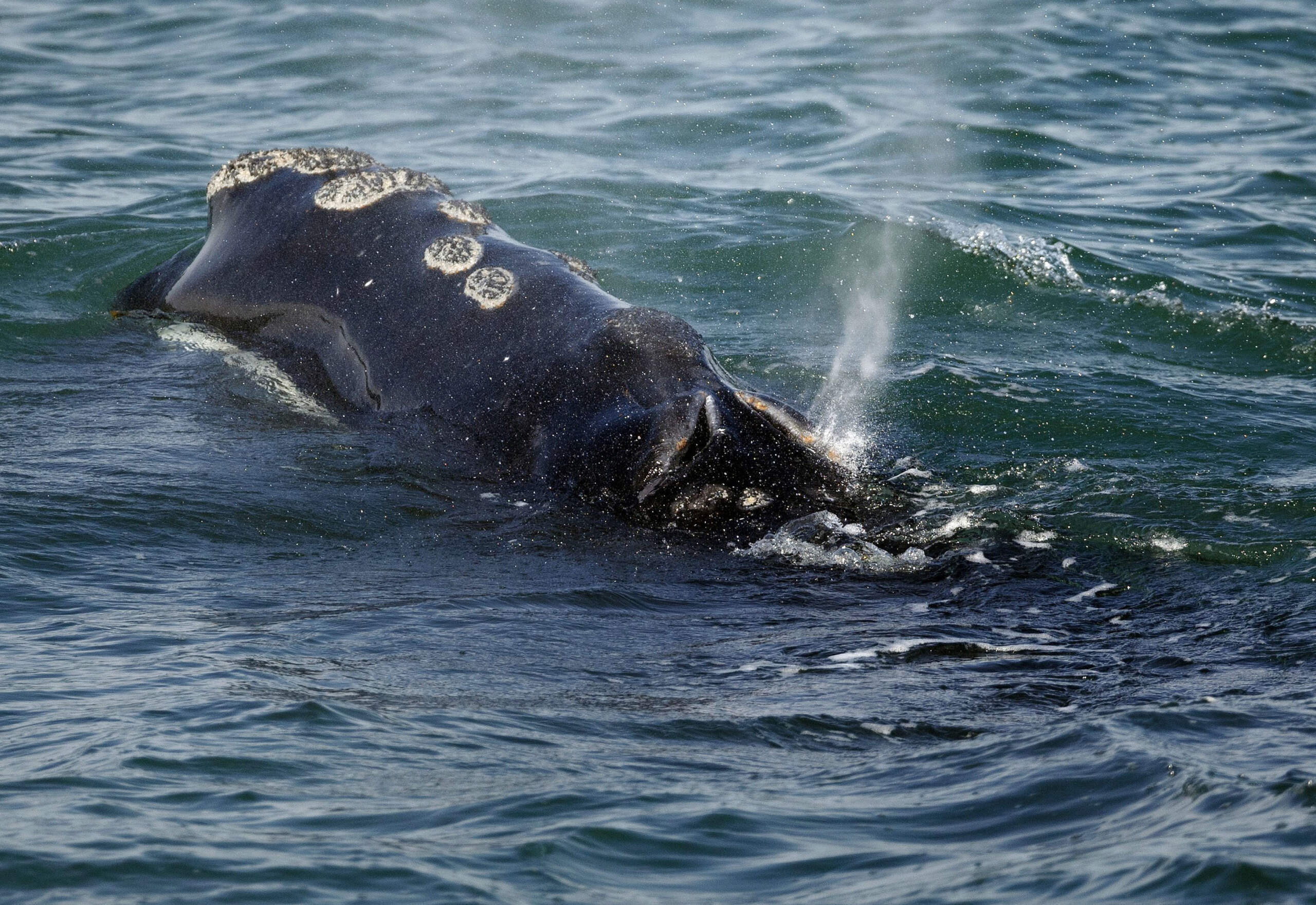 A North Atlantic right whale feeds on the surface of Cape Cod bay off the coast of Plymouth, Mass., March 28, 2018. A review of the status of the vanishing species of whale found that the animal's population is in worse shape than previously thought, federal ocean regulators said Monday, July 17, 2023. (Michael Dwyer/ AP)