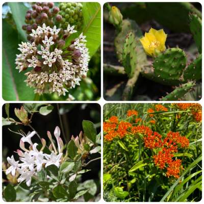 Plant species found in New Jersey's Pinelands. Clockwise from top left: Common milkweed, prickly pear cactus, native swamp azalea and butterfly weed. (Paul Leakan/New Jersey Pinelands Commission)