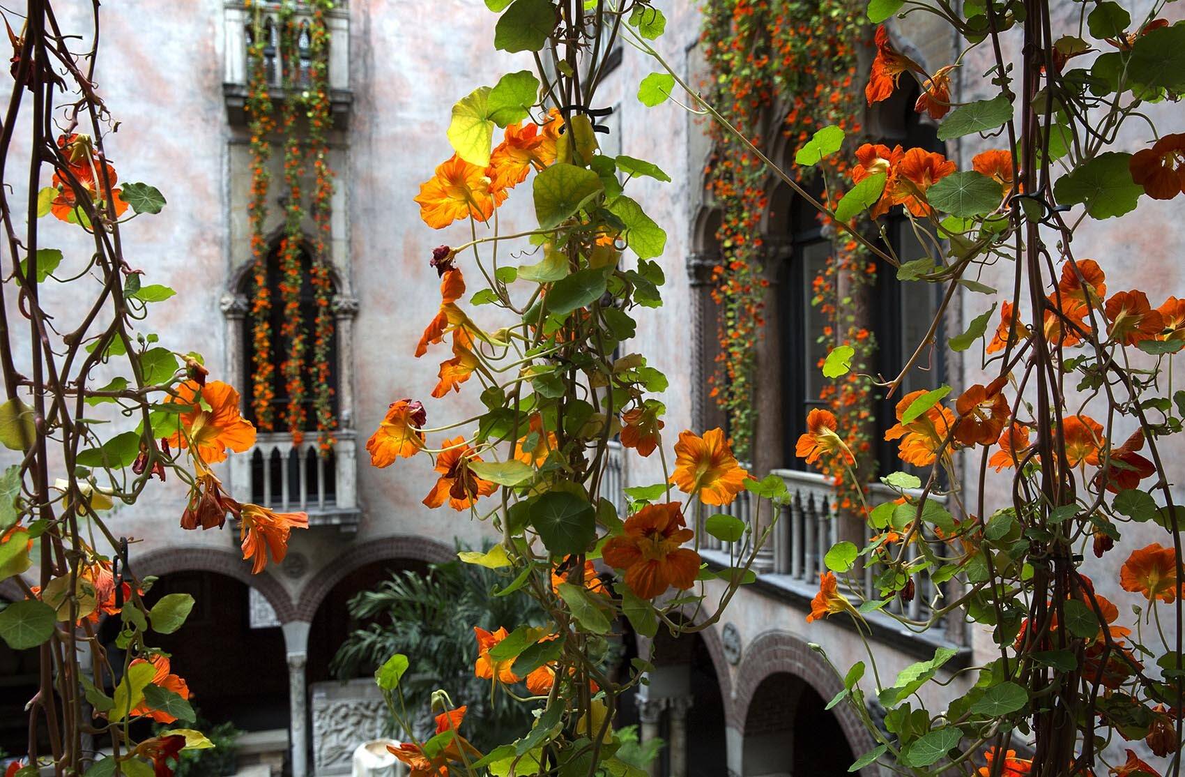 Nasturtiums hang in the courtyard at the Isabella Stewart Gardner Museum. (Robin Lubbock/WBUR)