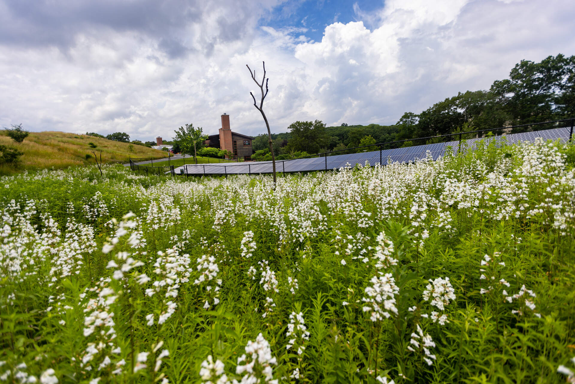 The pollinator garden blooming with foxglove beardtongue at the Weld Hill Research Building of the Arnold Arboretum. (Jesse Costa/WBUR)