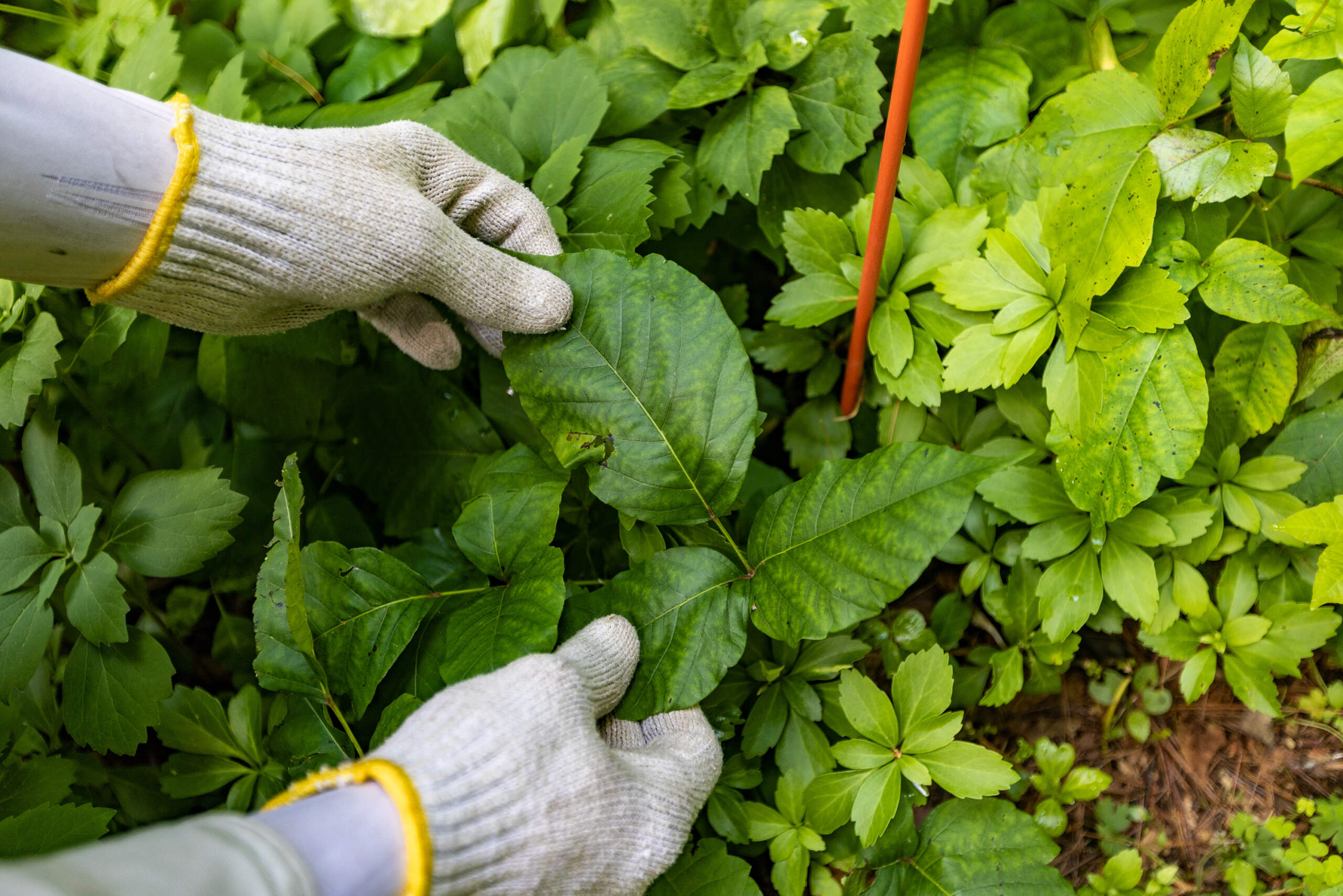 Peter Barron holds a poison ivy vine illustrating how it grows in clusters of three leaves. (Jesse Costa/WBUR)
