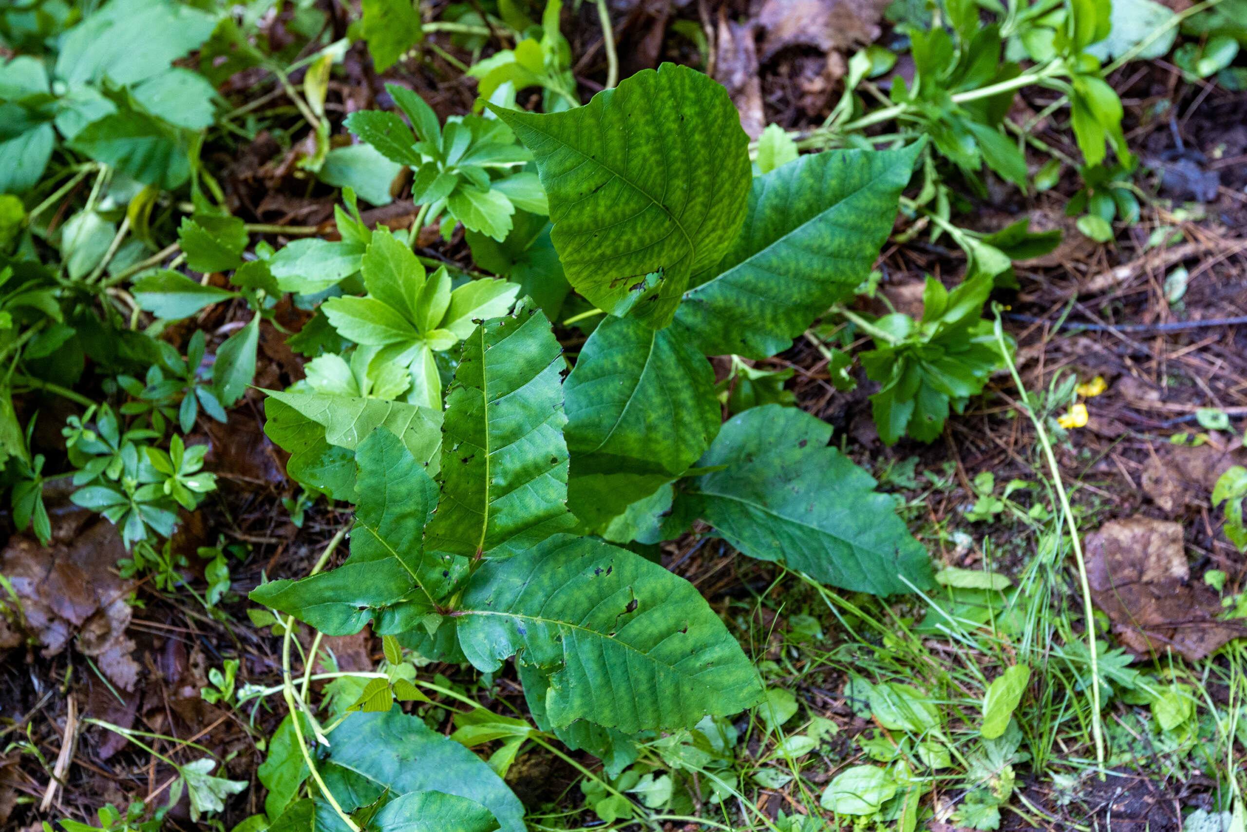 Poison ivy growing in a back yard in Harvard. (Jesse Costa/WBUR)