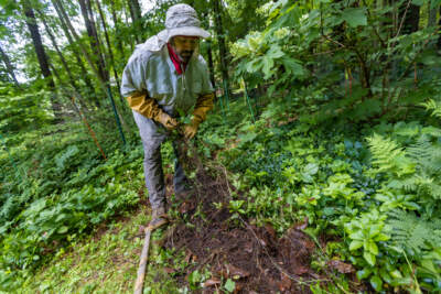 Bigger, earlier and itchier: Why poison ivy loves climate change