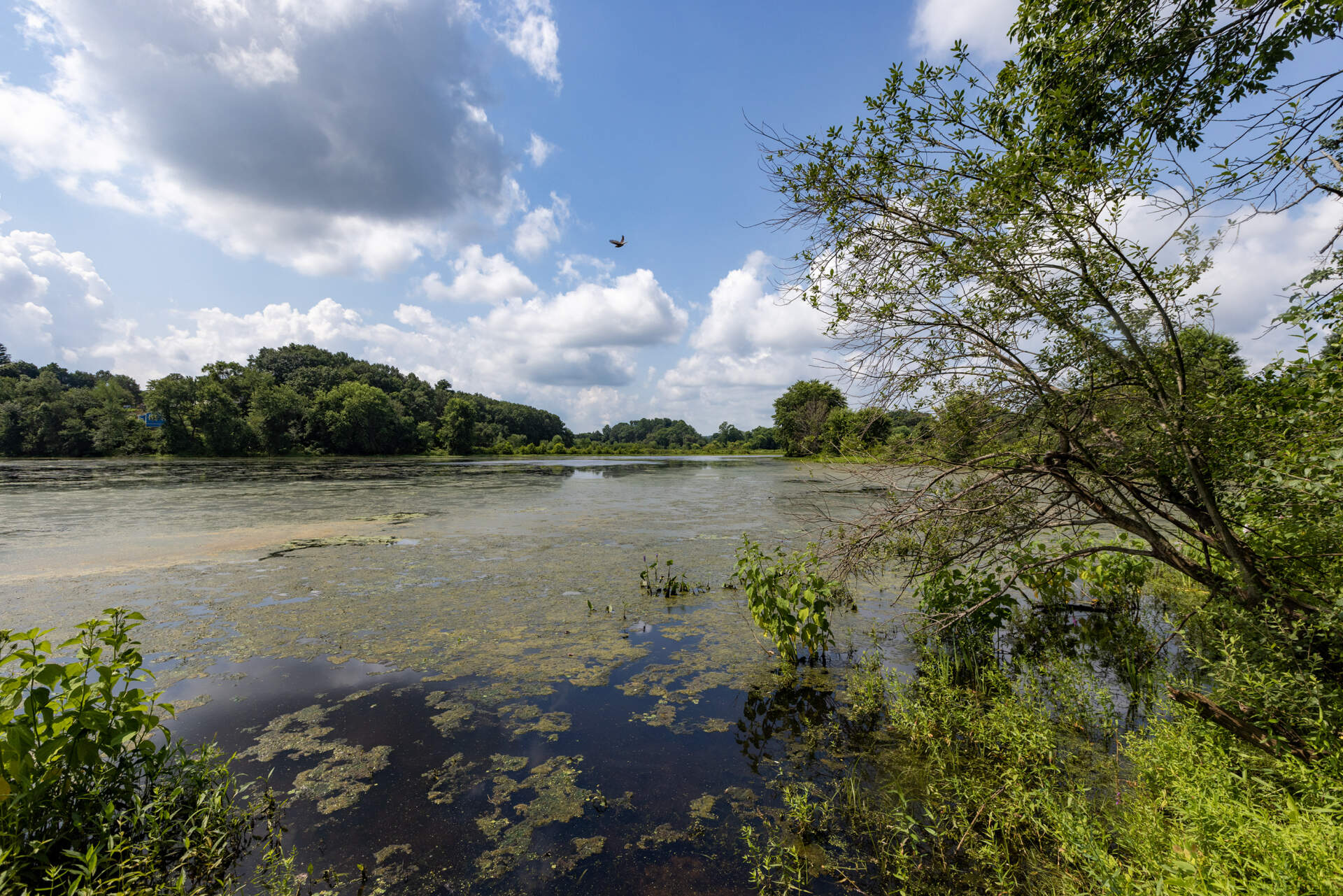 The Rivermoor Urban Wild along the Charles River in West Roxbury. The city of Boston’s Urban Wilds initiative seeks to protect the city's publicly-owned urban wilds for Boston residents to enjoy. (Jesse Costa/WBUR)