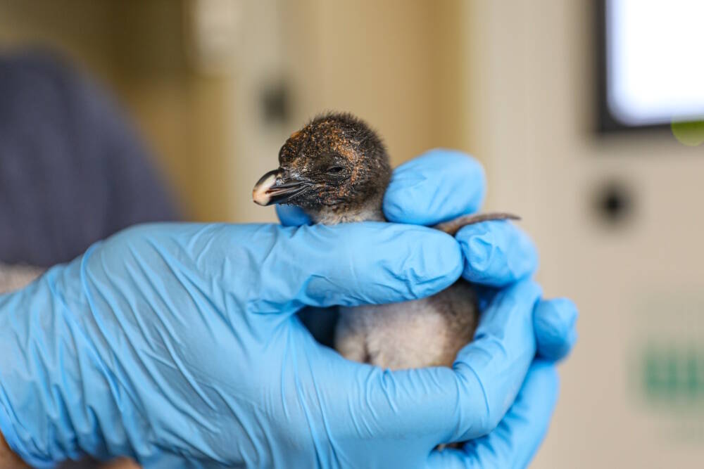 The rockhopper penguin chick on June 26, three days after it hatched. (Courtesy New England Aquarium)