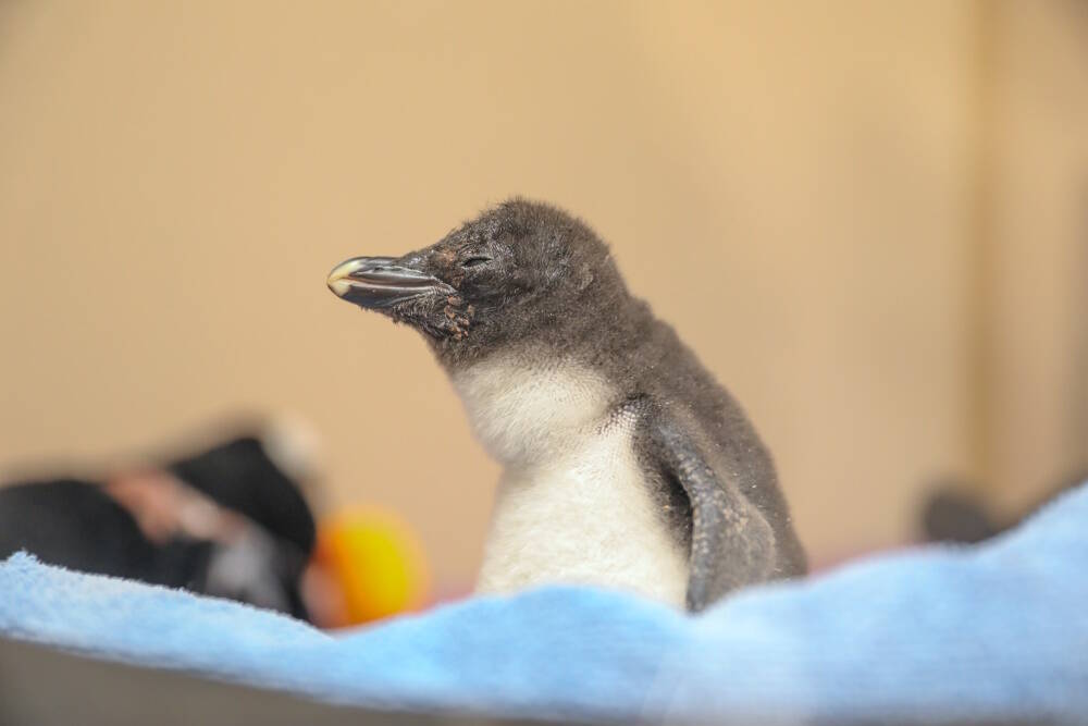 The penguin chick at 12 days old. (Courtesy New England Aquarium)