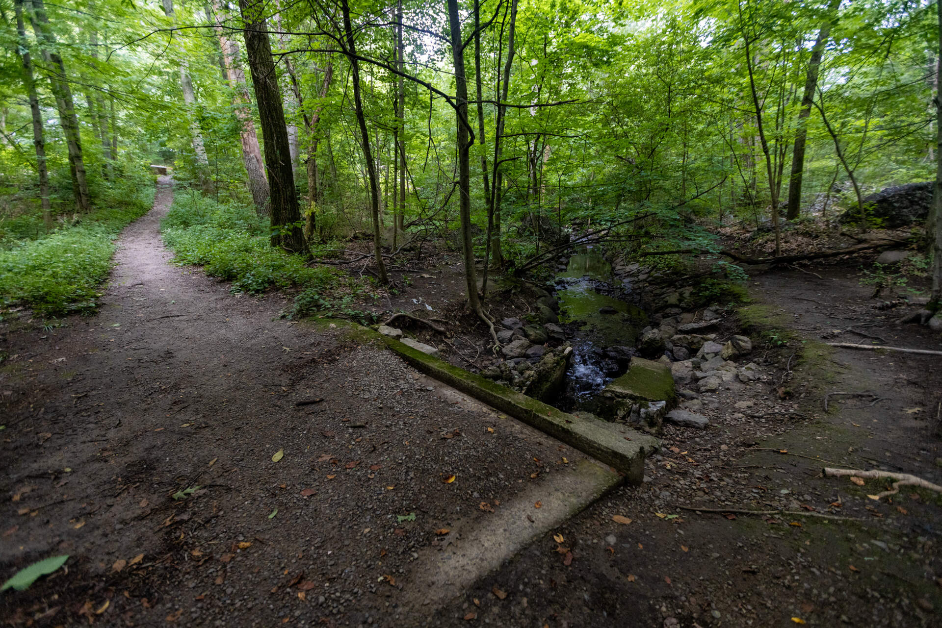 A bridge crosses a small stream along a trail in the Allandale Woods in West Roxbury. (Jesse Costa/WBUR)