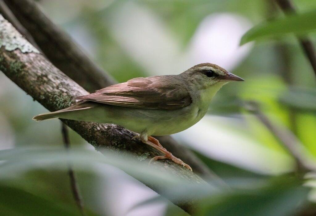 This Swainson’s warbler was photographed by David Yeany in Bear Run Nature Reserve. (Courtesy of Western Pennsylvania Conservancy)