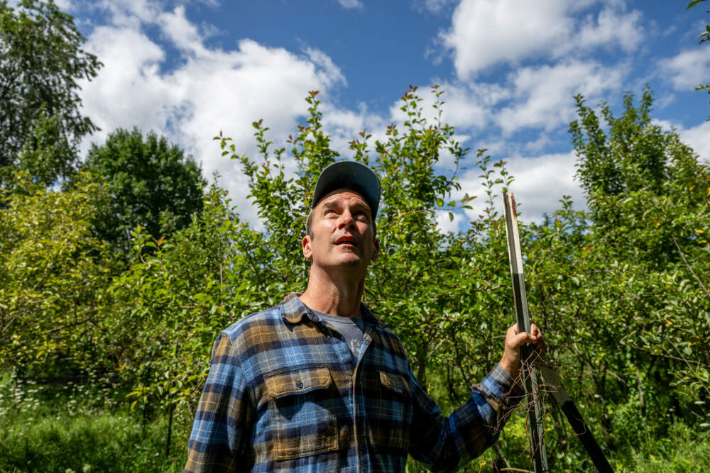 Jonathan Carr, orchardist and co-owner of Carr's CiderHouse, stands in his test orchard near his cider garden and farm shop on Tuesday, Aug. 1, 2023, in Hadley, Mass. (Raquel C. Zaldívar/New England News Collaborative)