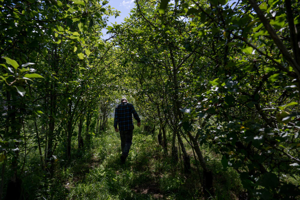 Jonathan Carr, orchardist and co-owner of Carr's CiderHouse, walks through his “tree lab” near his cider garden and farm shop on Tuesday, Aug. 1, 2023, in Hadley, Mass. (Raquel C. Zaldívar/New England News Collaborative)