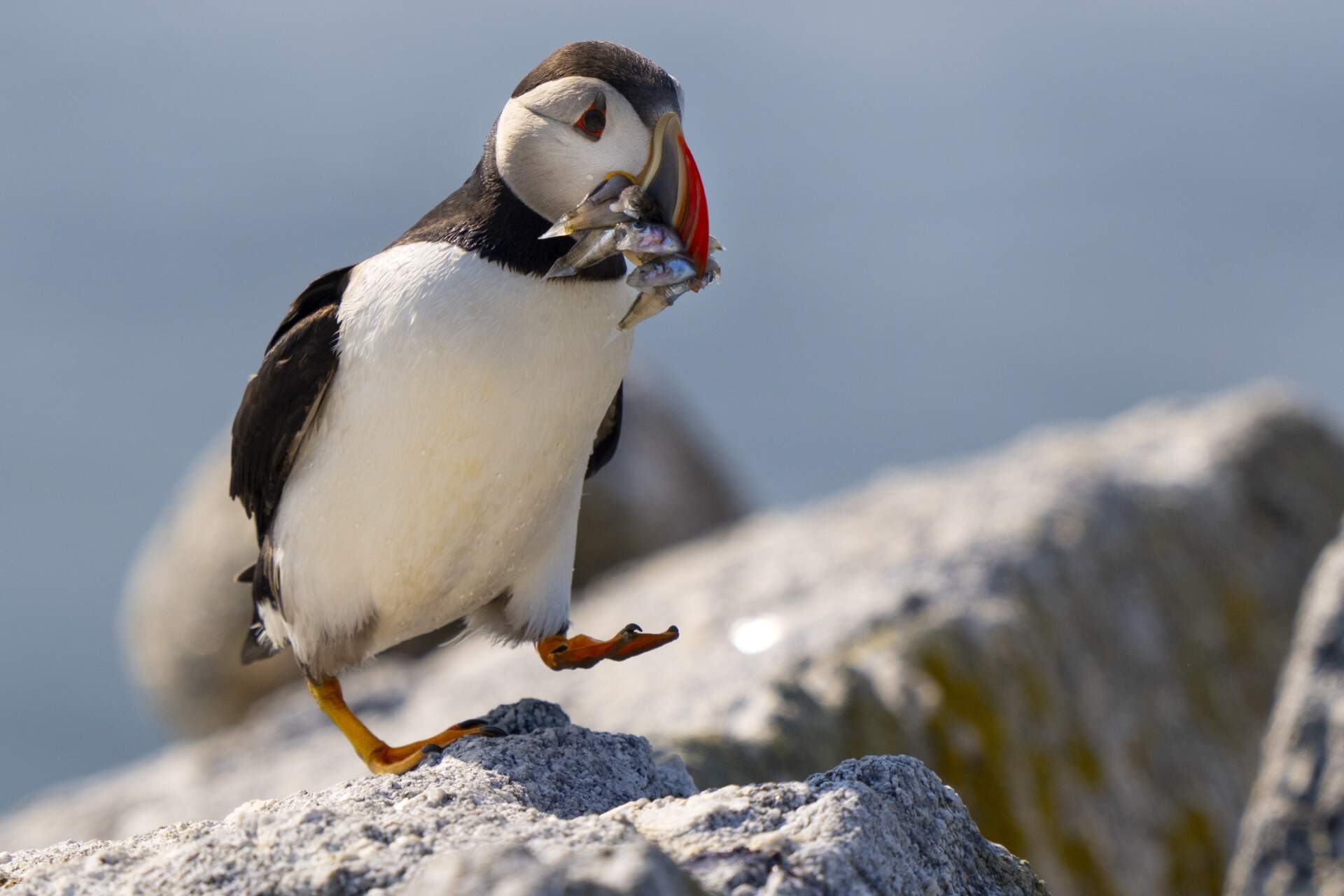 An Atlantic puffin brings a beak full of baitfish to feed its chick in a burrow under rocks on Eastern Egg Rock, a small island off mid-coast Maine. (Robert F. Bukaty/AP)