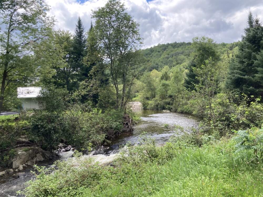 The Elmore Branch goes through Gibbs' backyard in Wolcott. Right across the street the Elmore Branch meets the Lamoille River. (Liam Elder-Connors/Vermont Public)