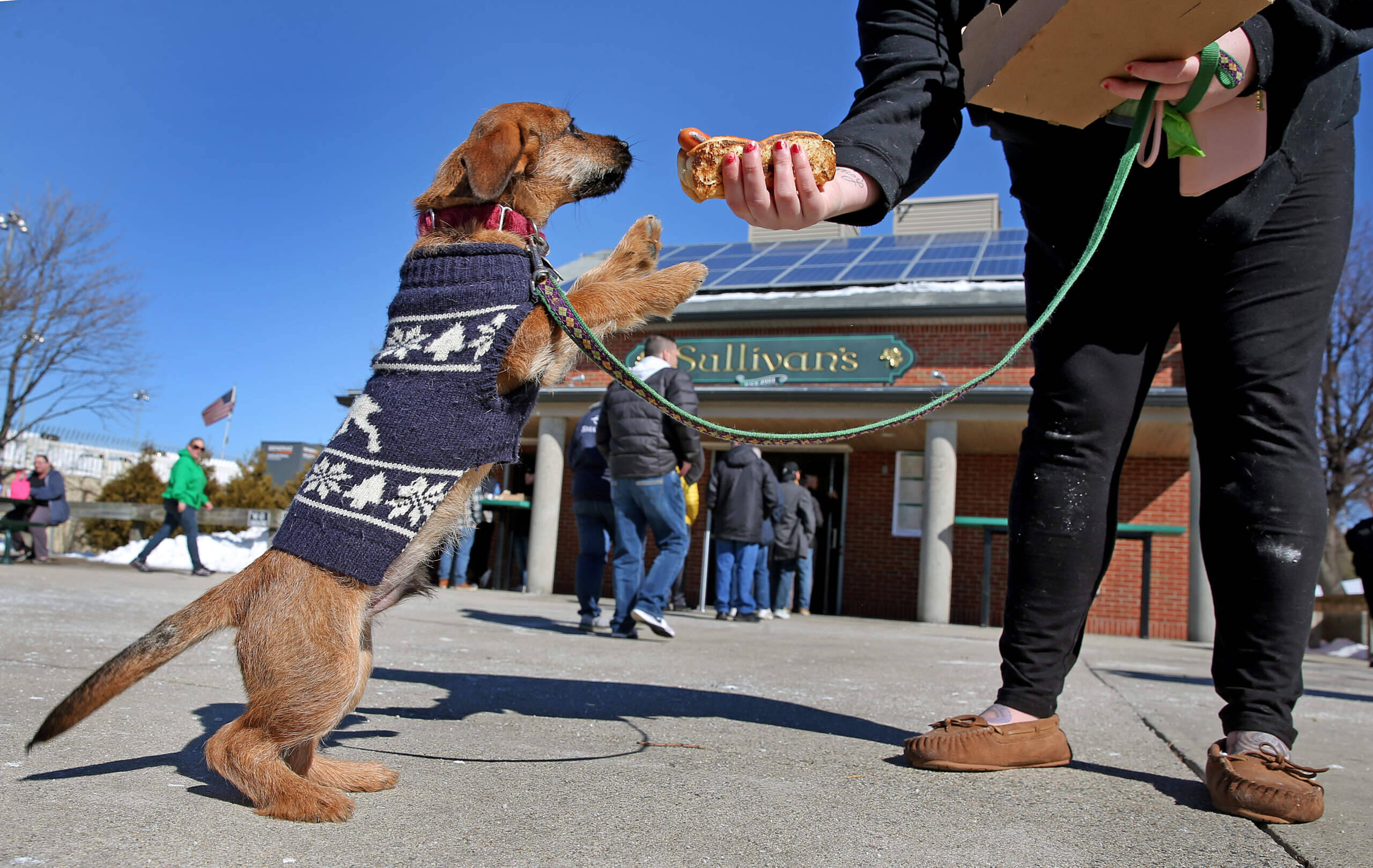 A dog named Buddy stands up for a hot dog outside Sullivan's on Castle Island in Boston in 2019. (David L. Ryan/The Boston Globe via Getty Images)