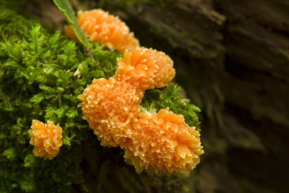 At once, beautiful and disgusting. Tubulifera arachnoidea slime mould in its plasmodium stage on a rotting log in Goblin Combe. (Photo by: Craig Joiner/Loop Images/Universal Images Group via Getty Images)