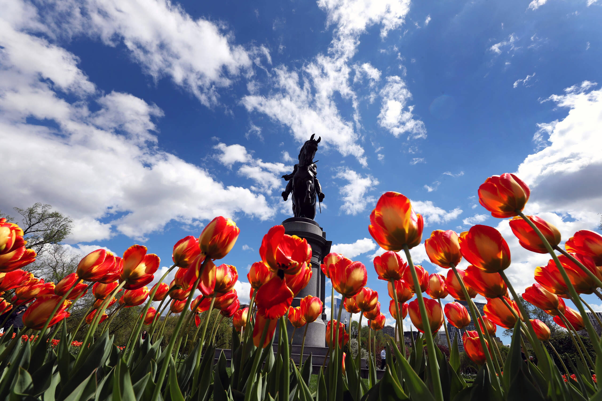 Tulips at the Boston Public Garden are pictured under blue skies. (David L. Ryan/The Boston Globe via Getty Images)