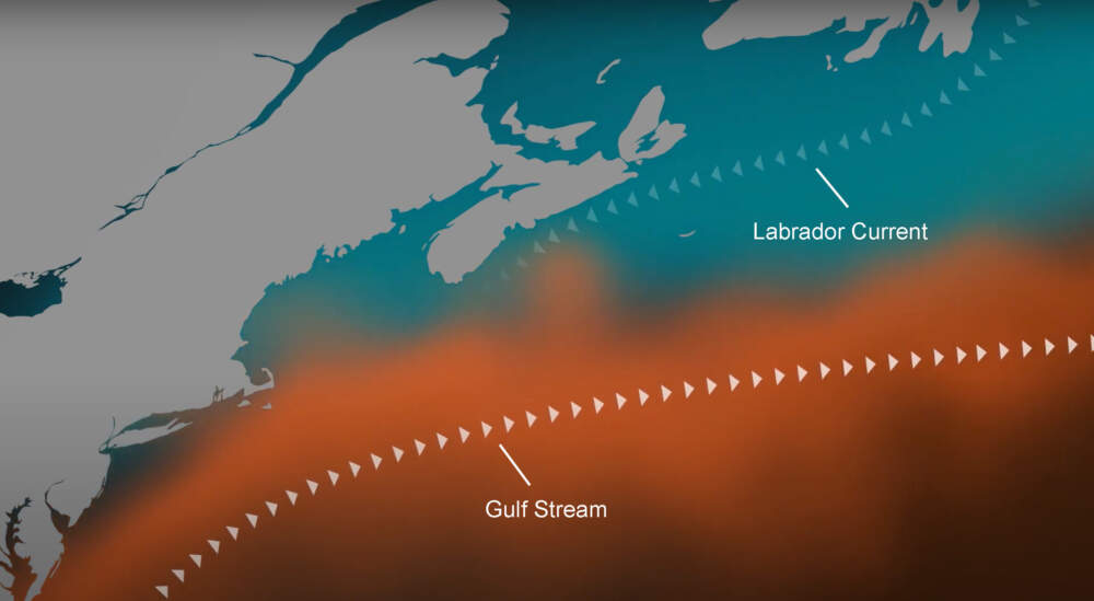 The historically cold Labrador Current is warming exceedingly fast, and the warm Gulf Stream current has been widening, sending more warm water into the Gulf of Maine. (Courtesy Dave Reidmiller, Gulf of Maine Research Institute)