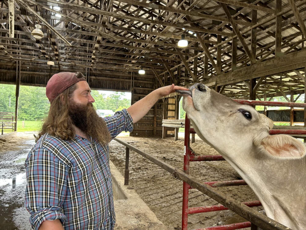 Nate Robertson and one of his cows. He says they struggle with heat in the summer and need sprinklers and fans to cool down when temperatures reach about 70 degrees.