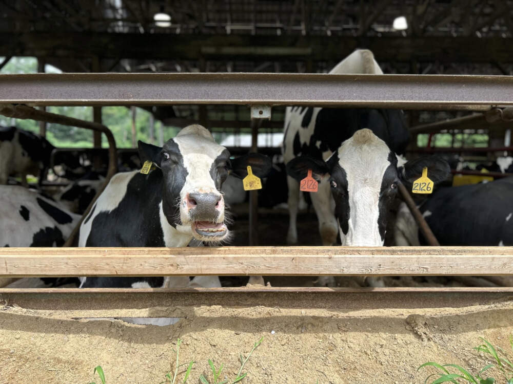 Cows peek their heads out of the bars of their barn. They are resting inside out of the sun at Bohanan Farm.
