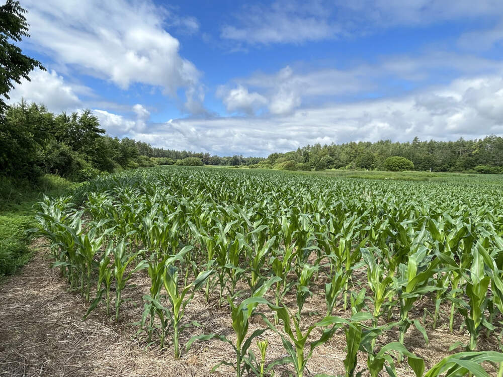 A corn field in July at Bohanan Farm. Between the plants, a cover crop from last winter protects the soil.