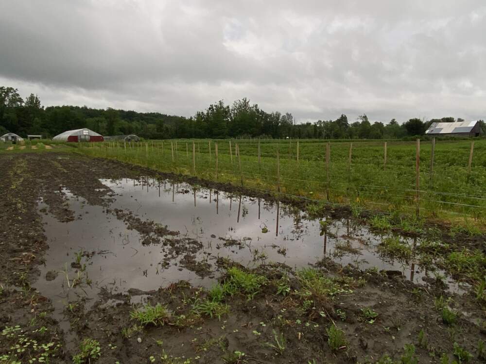 Flooded fields at Just Roots farm in Greenfield, Mass. on Monday July 17, 2023. Photo by Meryl LaTronica