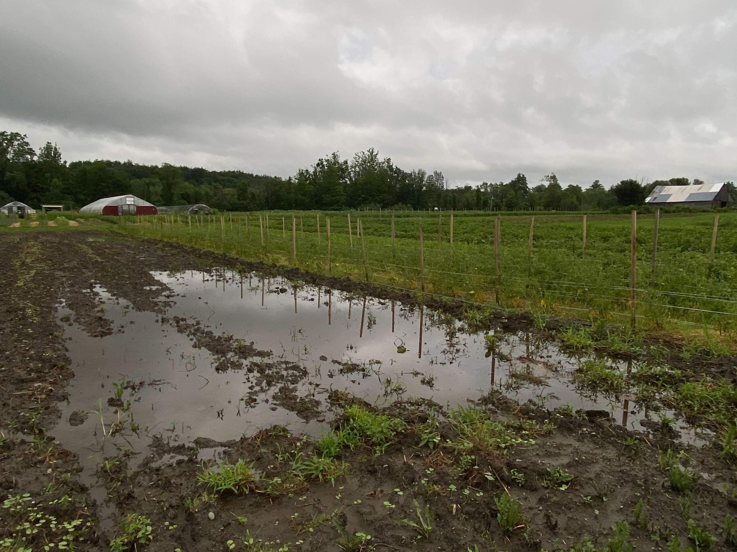 Flooded fields at Just Roots farm in Greenfield, Mass. on Monday July 17, 2023. Photo by Meryl LaTronica