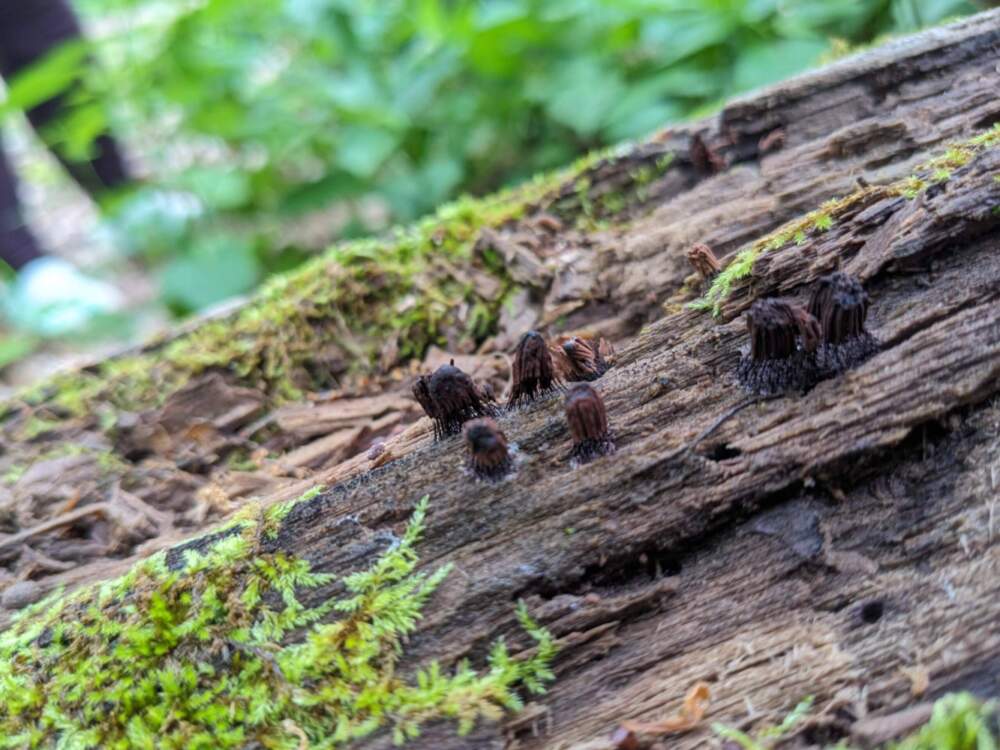 A Stemonitis slime mold. (Ben Brock Johnson/WBUR)